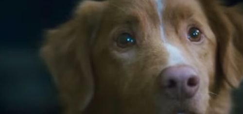 Good Boy – horror na Halloween